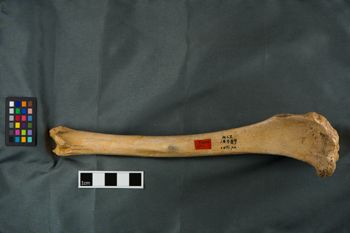 Media type: image;   Vertebrate Paleontology VPM-10989 Description: Photograph of a tibia in lateral view of MCZ VPM-10989, Canis dirus.;  Aspect: lateral